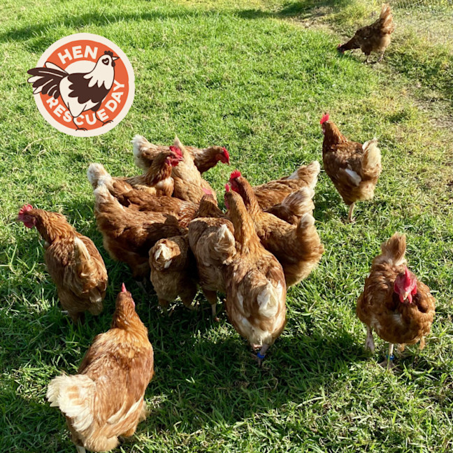 Photo of Rescue Hens
