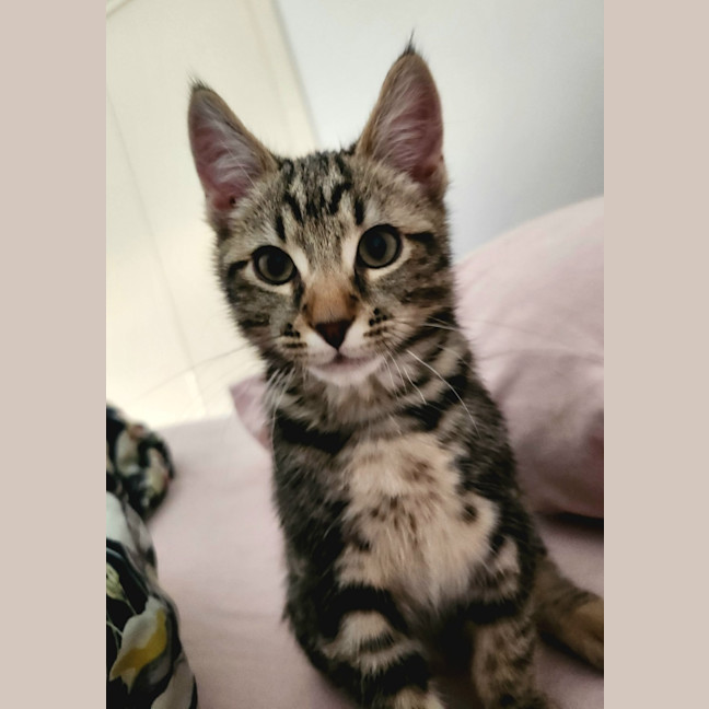 Photo of Mister Mason Munchy 