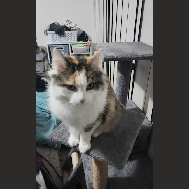 Photo of Tinkerbell Meet Me @Petstock Carrum Downs Store