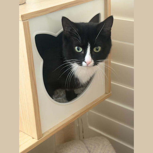 Photo of Maggie *9 Lives Project Rescue*