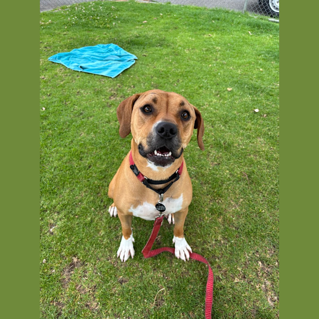 Photo of Bella