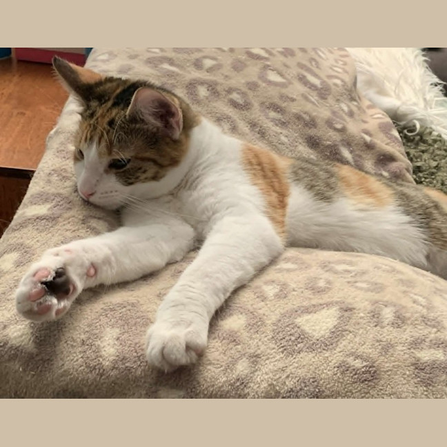 Photo of Dottie
