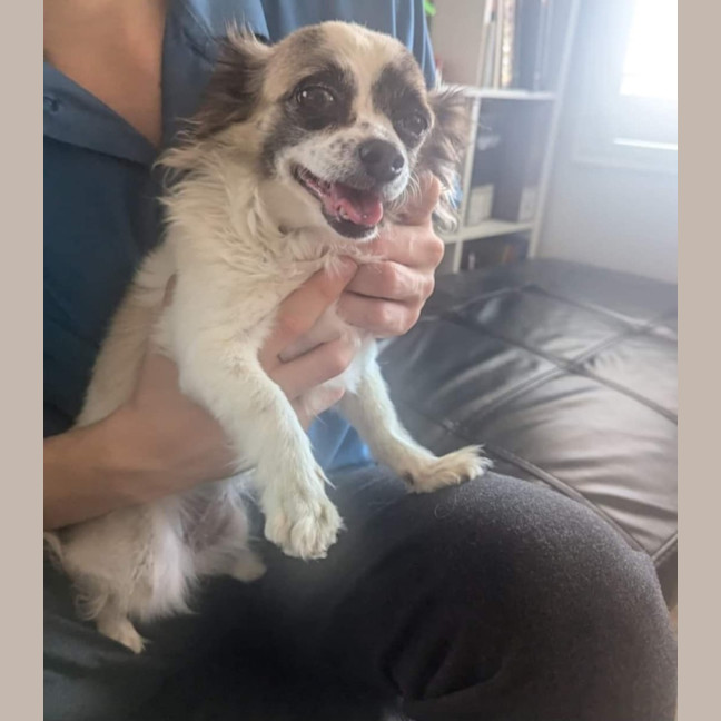 Photo of Meeka And Nugget