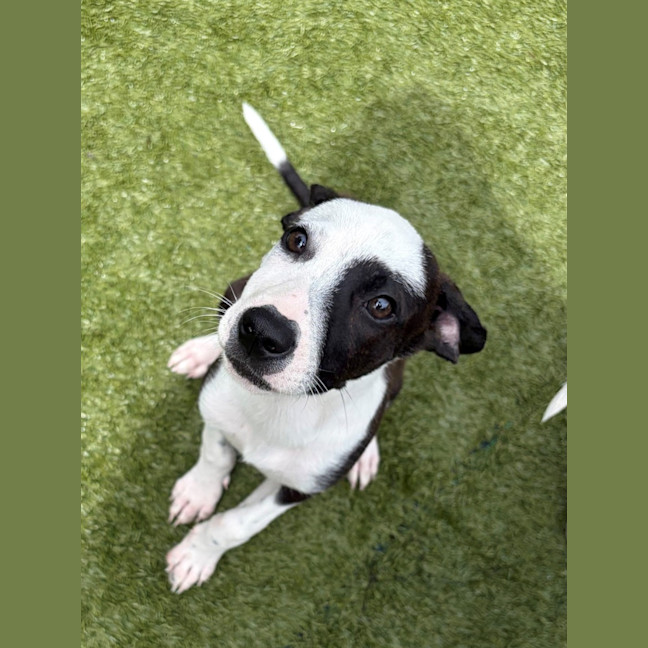 Photo of D1277 Penny