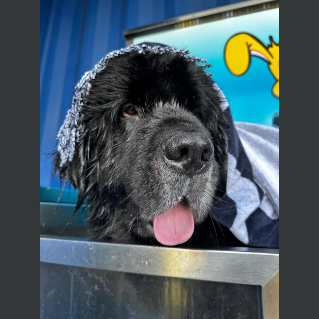 Photo of Barney   5 Year Old Newfoundland