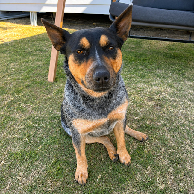 Photo of Roxy