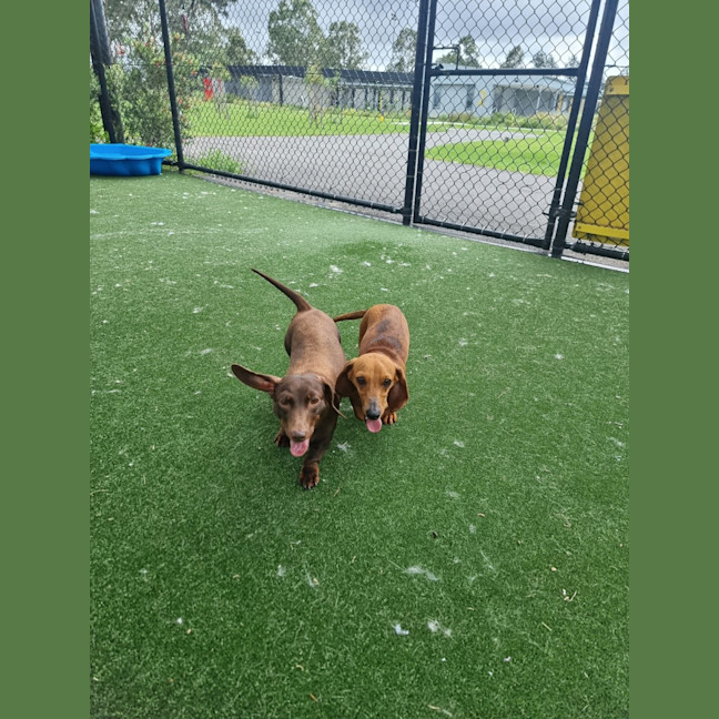 Photo of Sophia Imp 2568