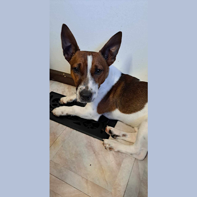 Photo of Butcher