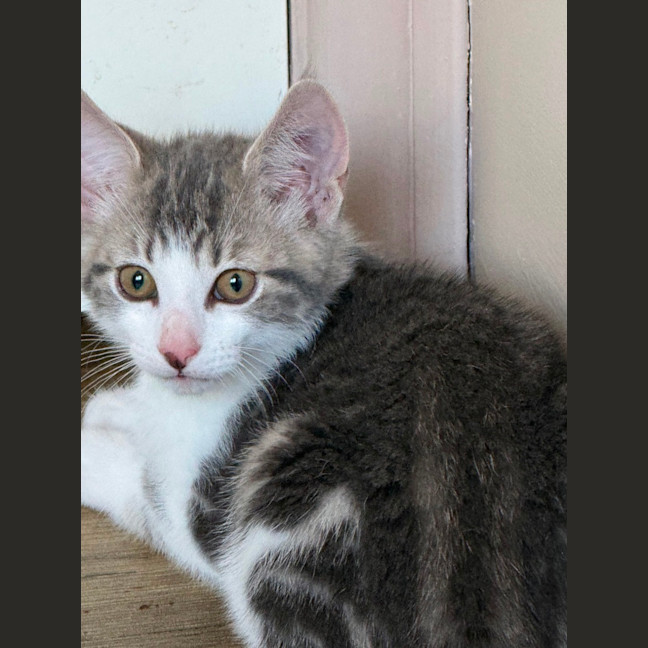 Photo of Bazil Meet Me At Petstock Keysborough