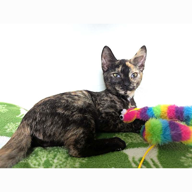Photo of Kismet