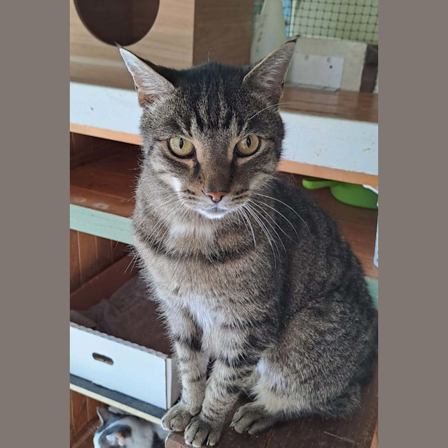Photo of Tiger
