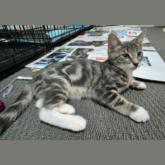 Photo of Lulu