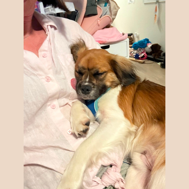 Photo of Chip