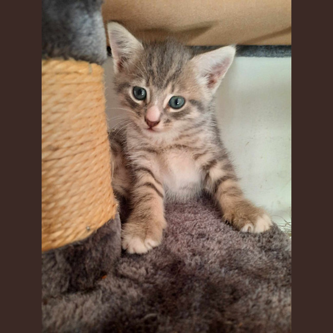 Photo of Rambo