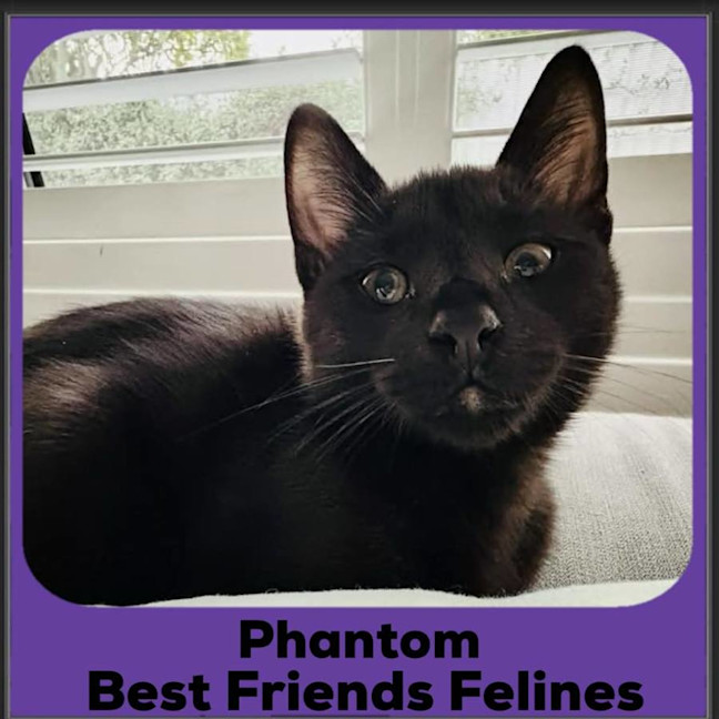 Photo of Phantom