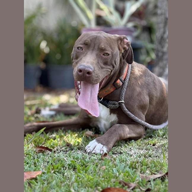 Photo of Dex