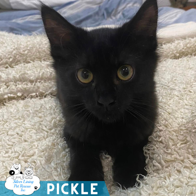 Photo of Pickle