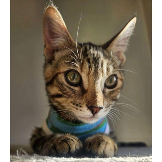 Photo of 12162   Kaiju