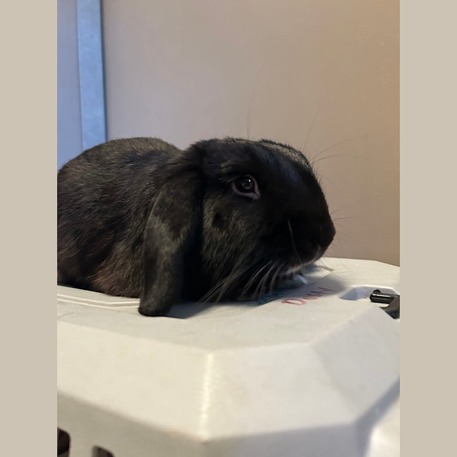 Photo of Boots