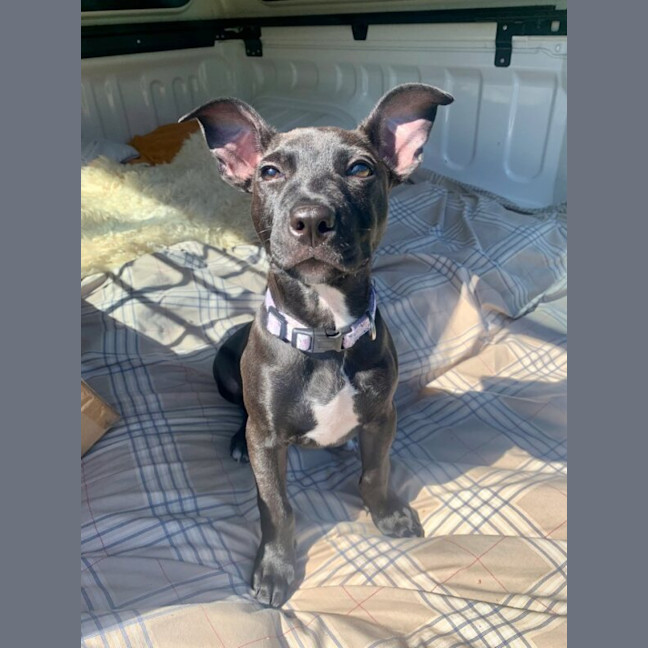Photo of Milo