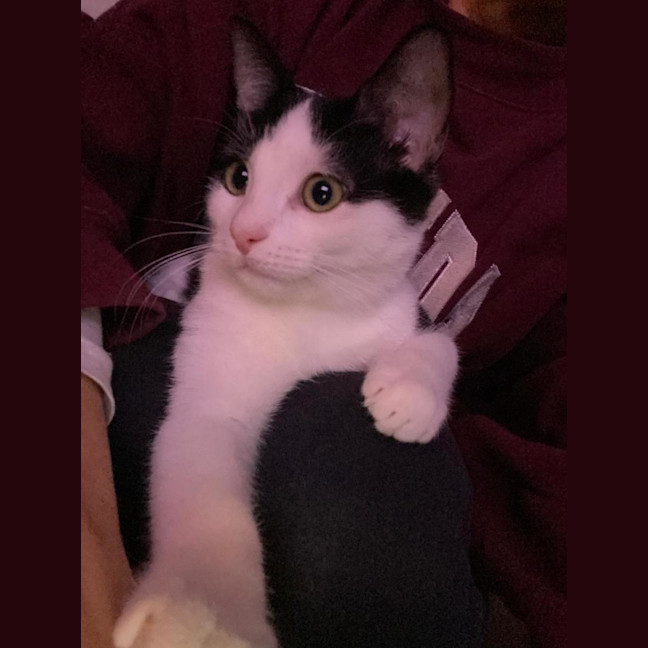 Photo of Arlo