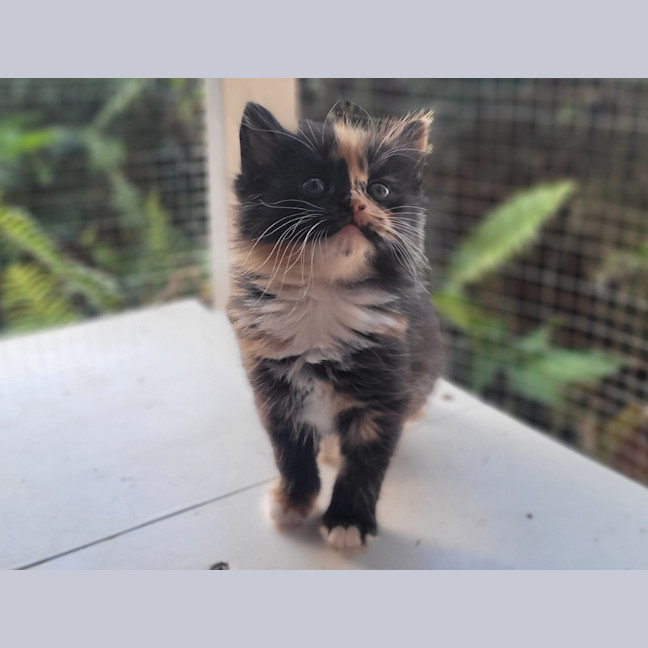 Photo of Violet (K56)