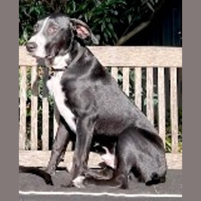 Photo of Cody 😎 8 Month Old Male Mixed Breed