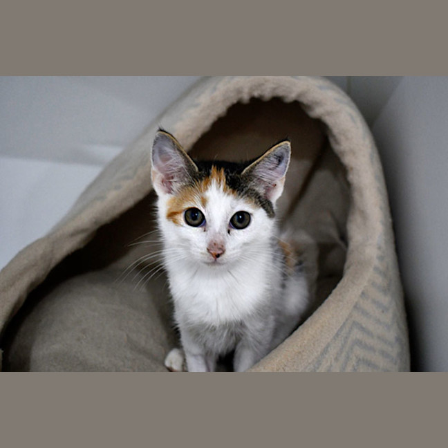 Photo of Gardenia