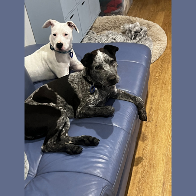 Photo of Maverick   9 Month Old Cattle Dog X (Trial)