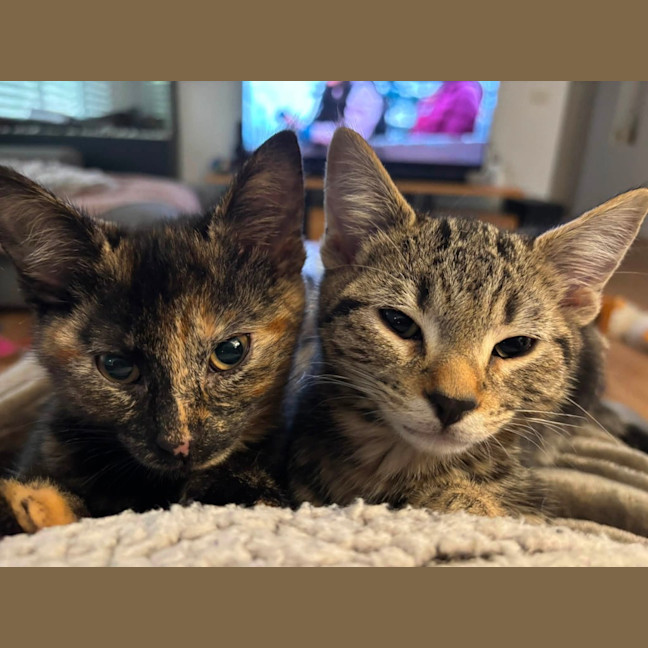 Photo of Tiramisu