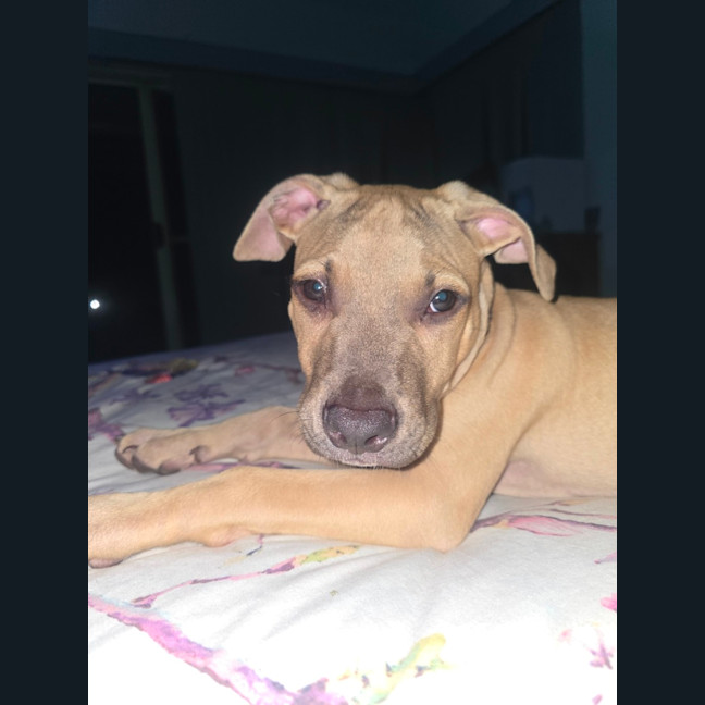 Photo of Loui   10 Week Old Staffy X