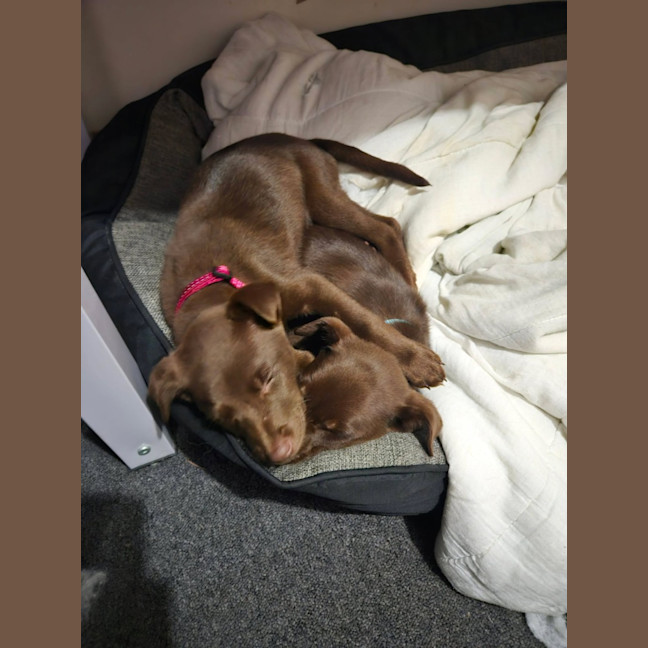 Photo of Willow