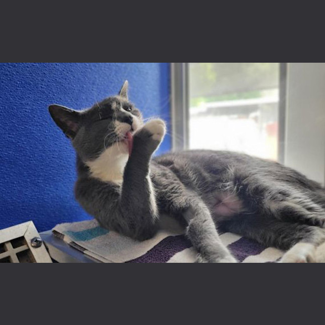 Photo of Purrsephone