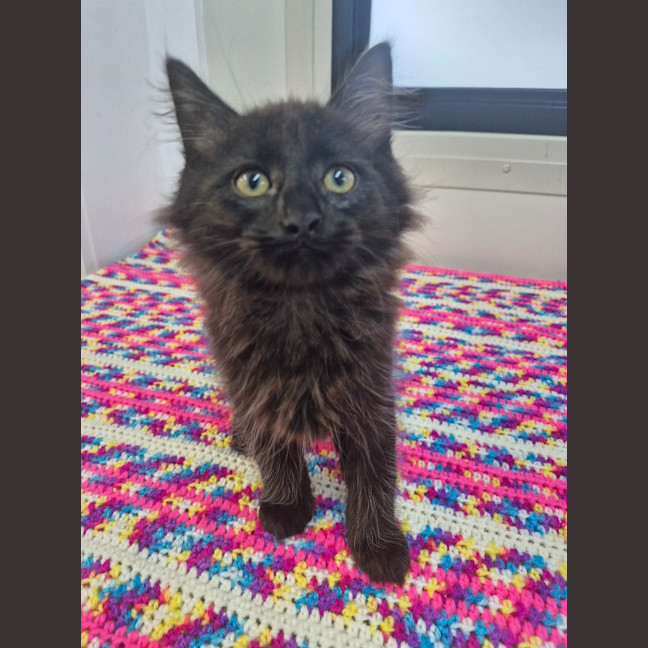 Photo of Alfred   Petstock Invermay