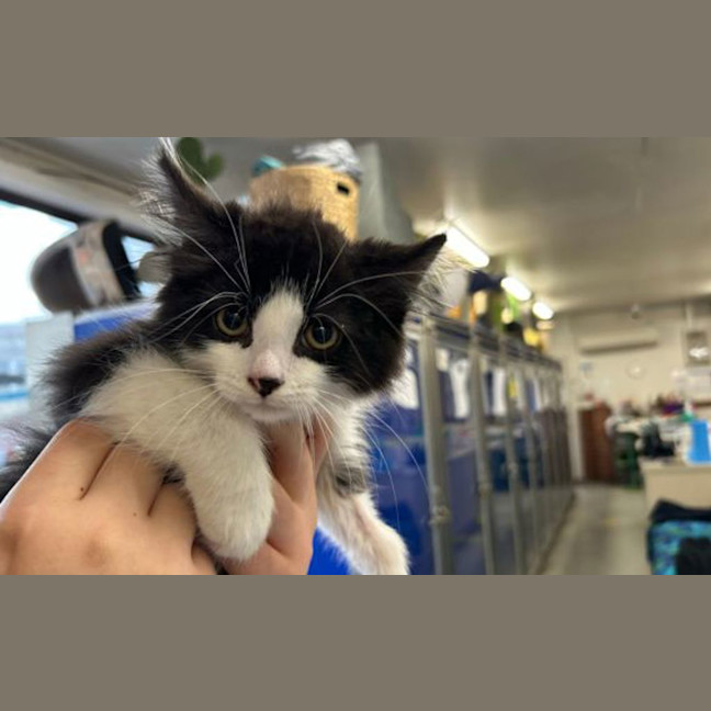 Photo of Merlin
