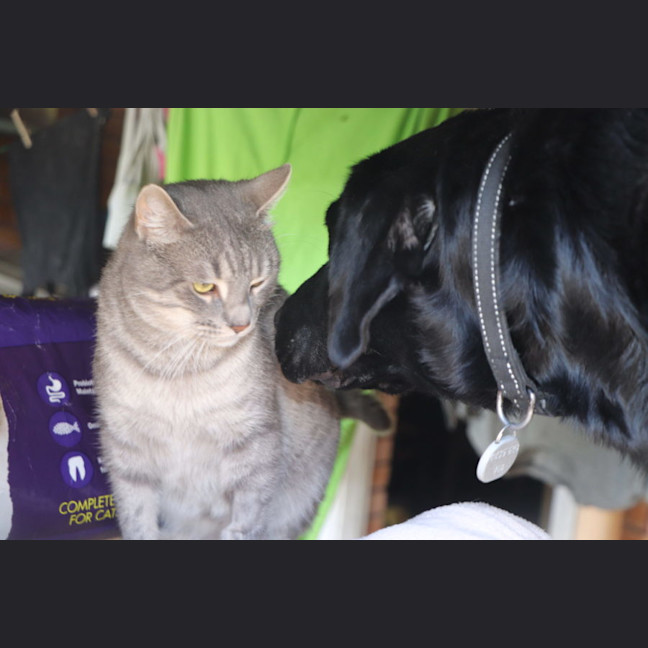 Photo of Winston   Now At Thornton Pet Quarters