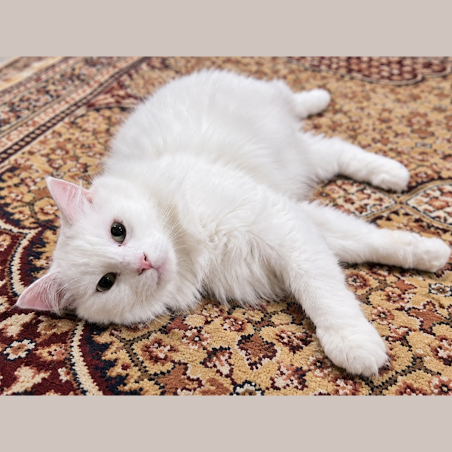 Photo of Kitty Cat