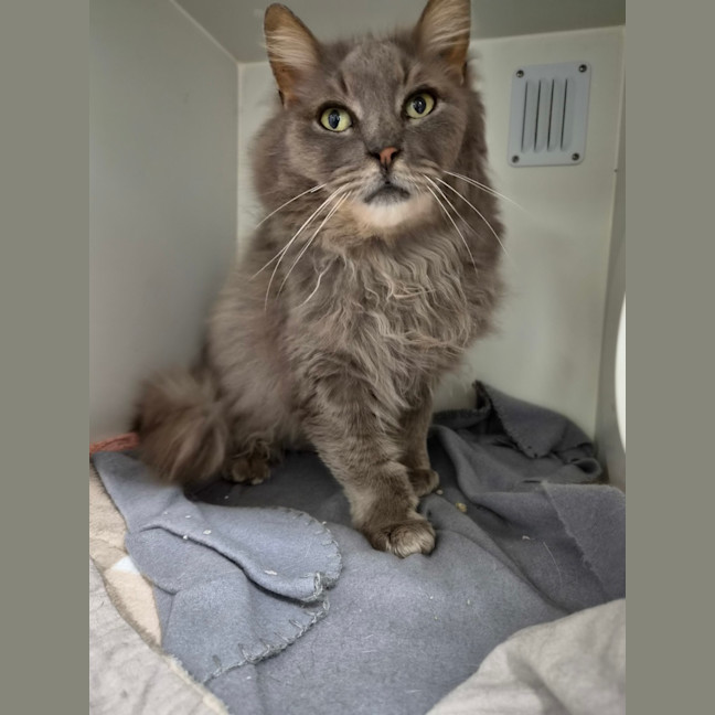 Photo of Smokey 