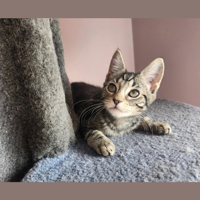 Photo of Emerald  On Display At Vets On Parker, Templestowe