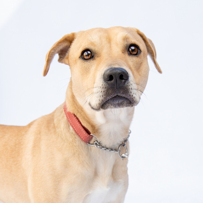 Photo of Honey