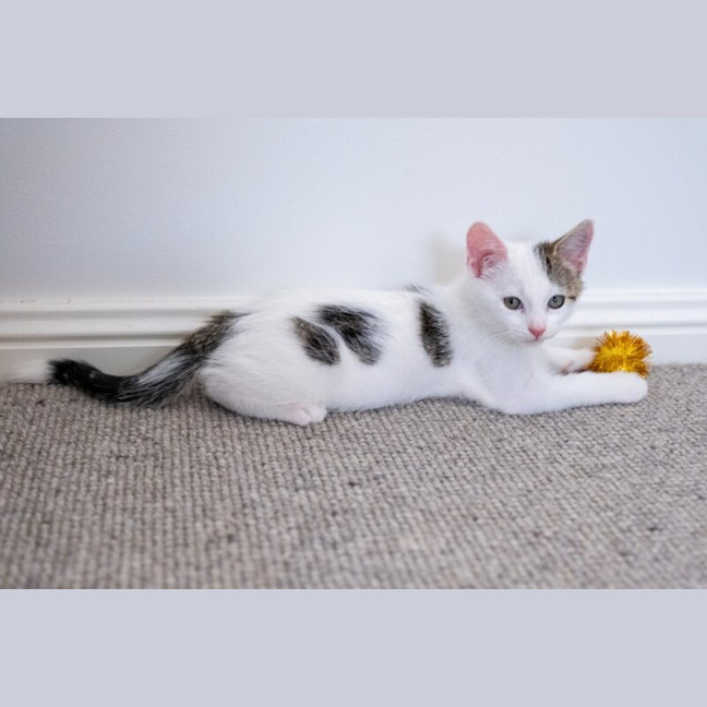 Photo of Apollo