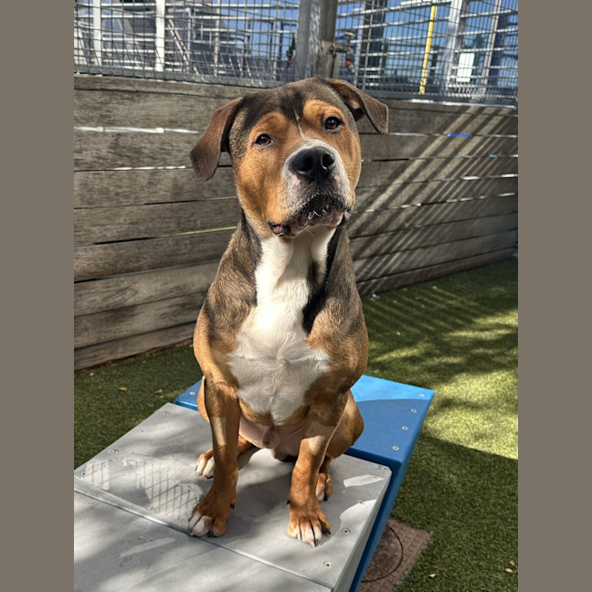 Photo of Dash