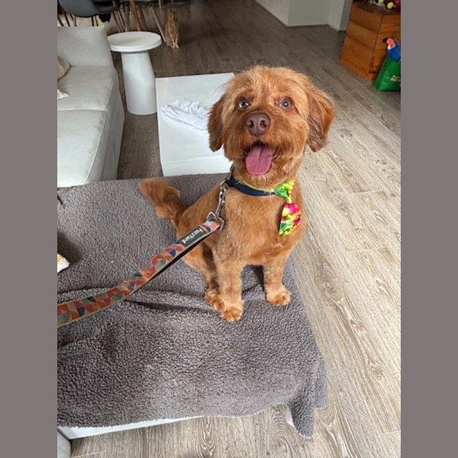 Photo of Oliver