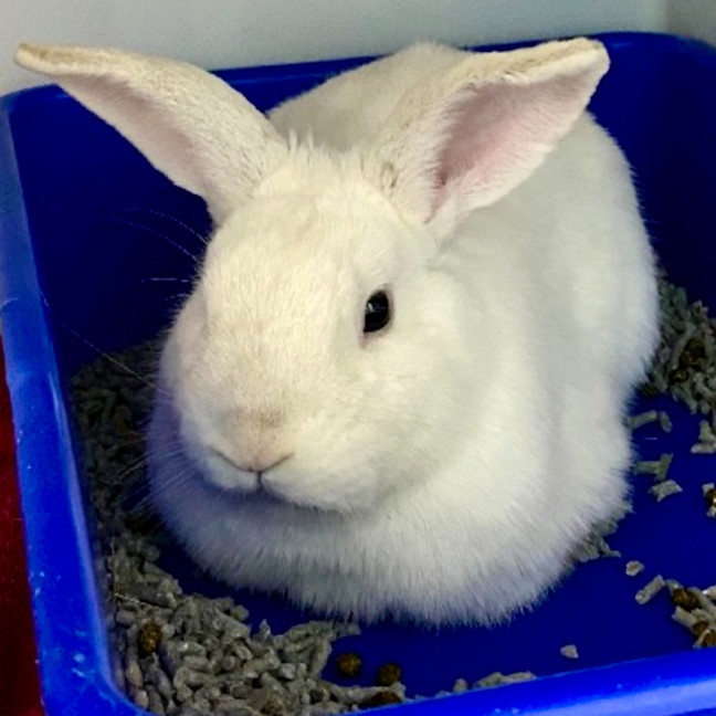 Photo of Louie (W Dewy)