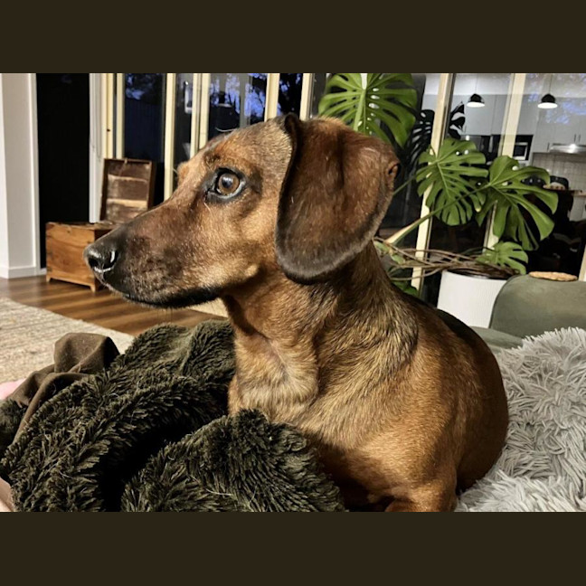 Photo of Frankie Silvanus