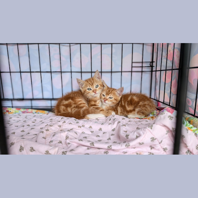 Photo of Flame