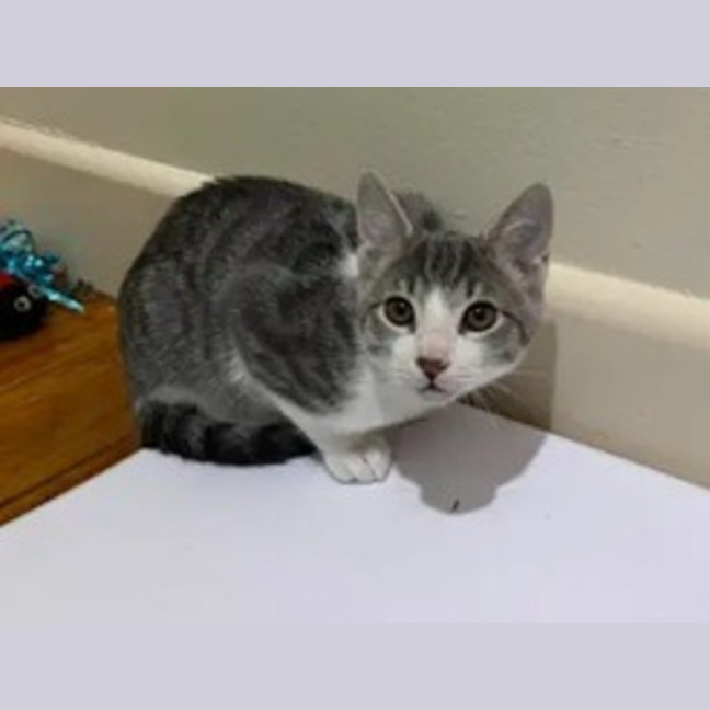 Photo of Leopold