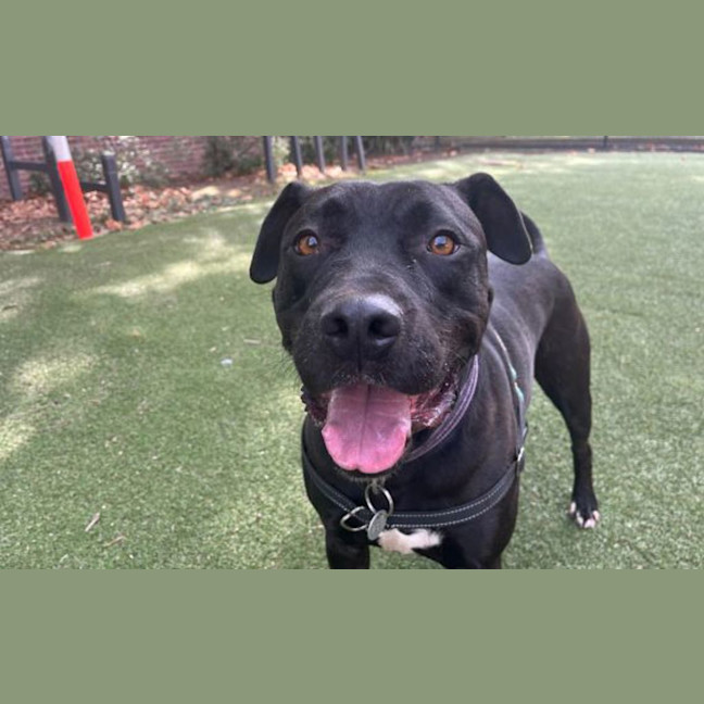 Photo of Jet