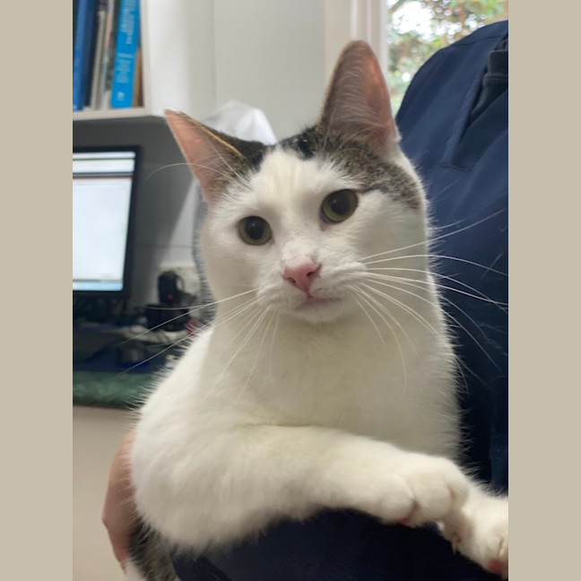 Photo of Cosmo