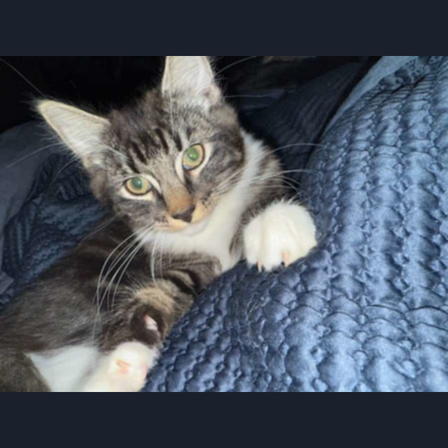 Photo of George ** 2nd Chance Cat Rescue**